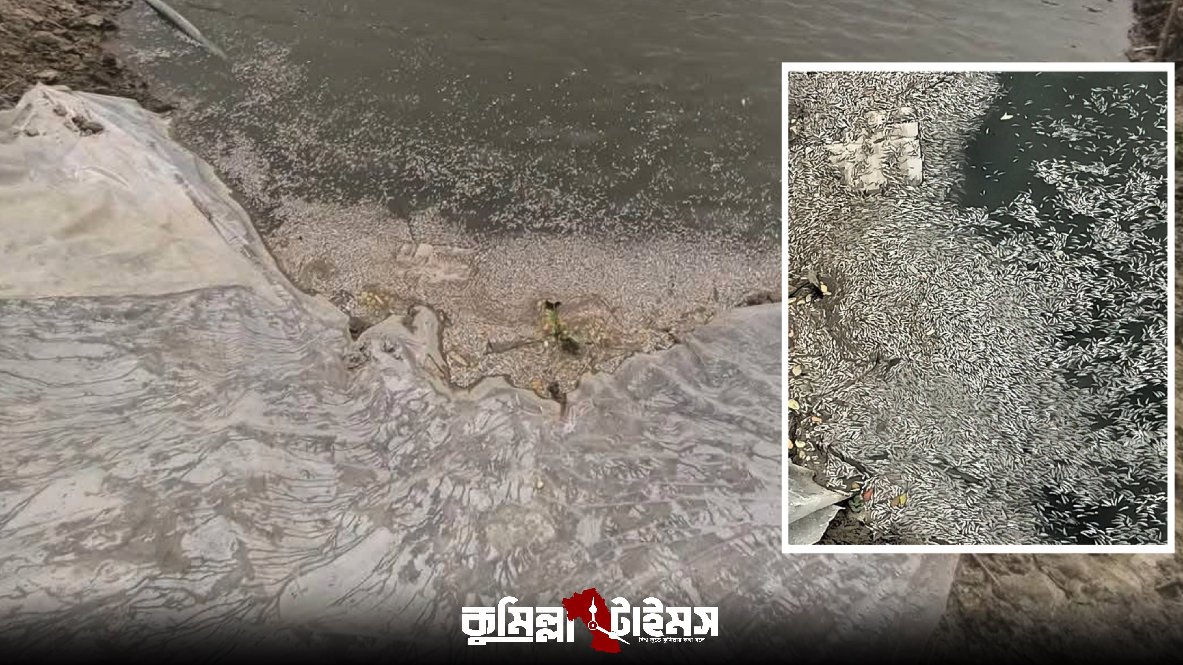 মুরাদনগরে পুকুরে বিষ দিয়ে বিল্লাল সরকারের লাখ টাকার মাছ নিধন